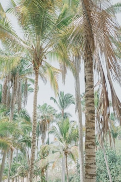 A lush Indonesian sugar palm forest with sunlight filtering through dense green leaves.