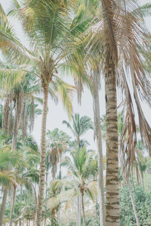 A lush coconut sugar palm plantation bathed in warm sunlight.