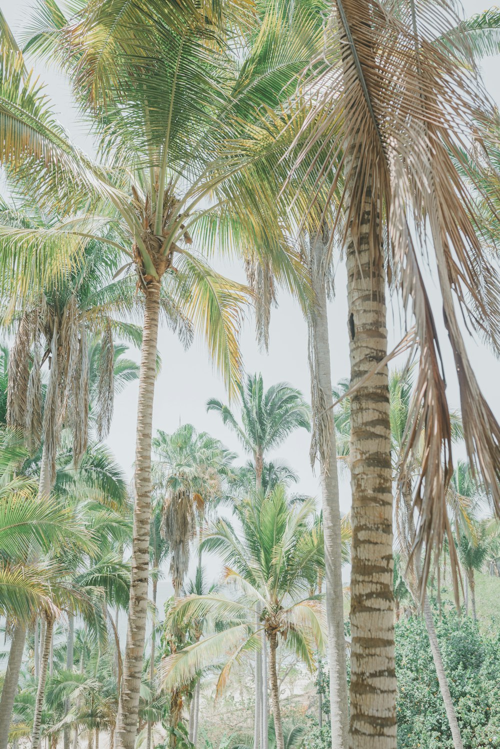 green coconut palm trees during daytime