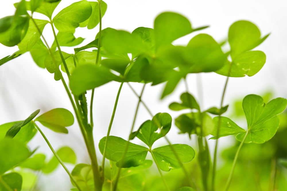 pianta verde in primo piano fotografia