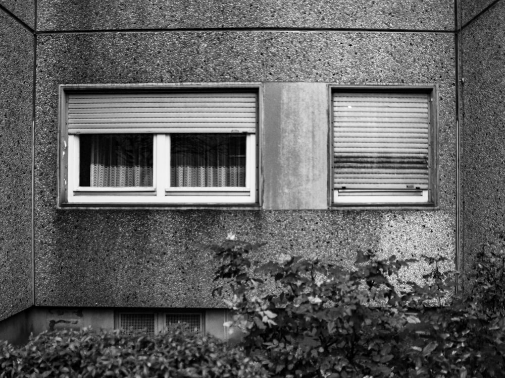 grayscale photo of window with plants