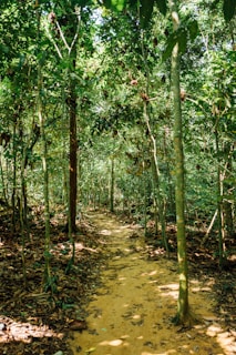 green trees on brown soil