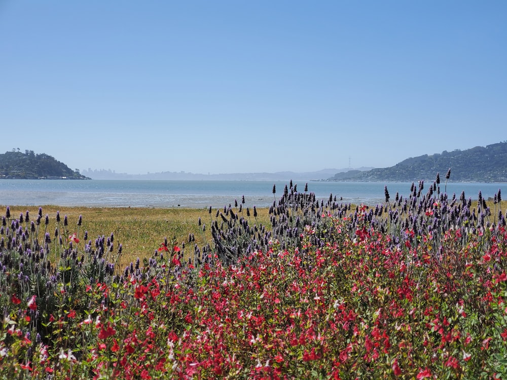 red flowers near body of water during daytime