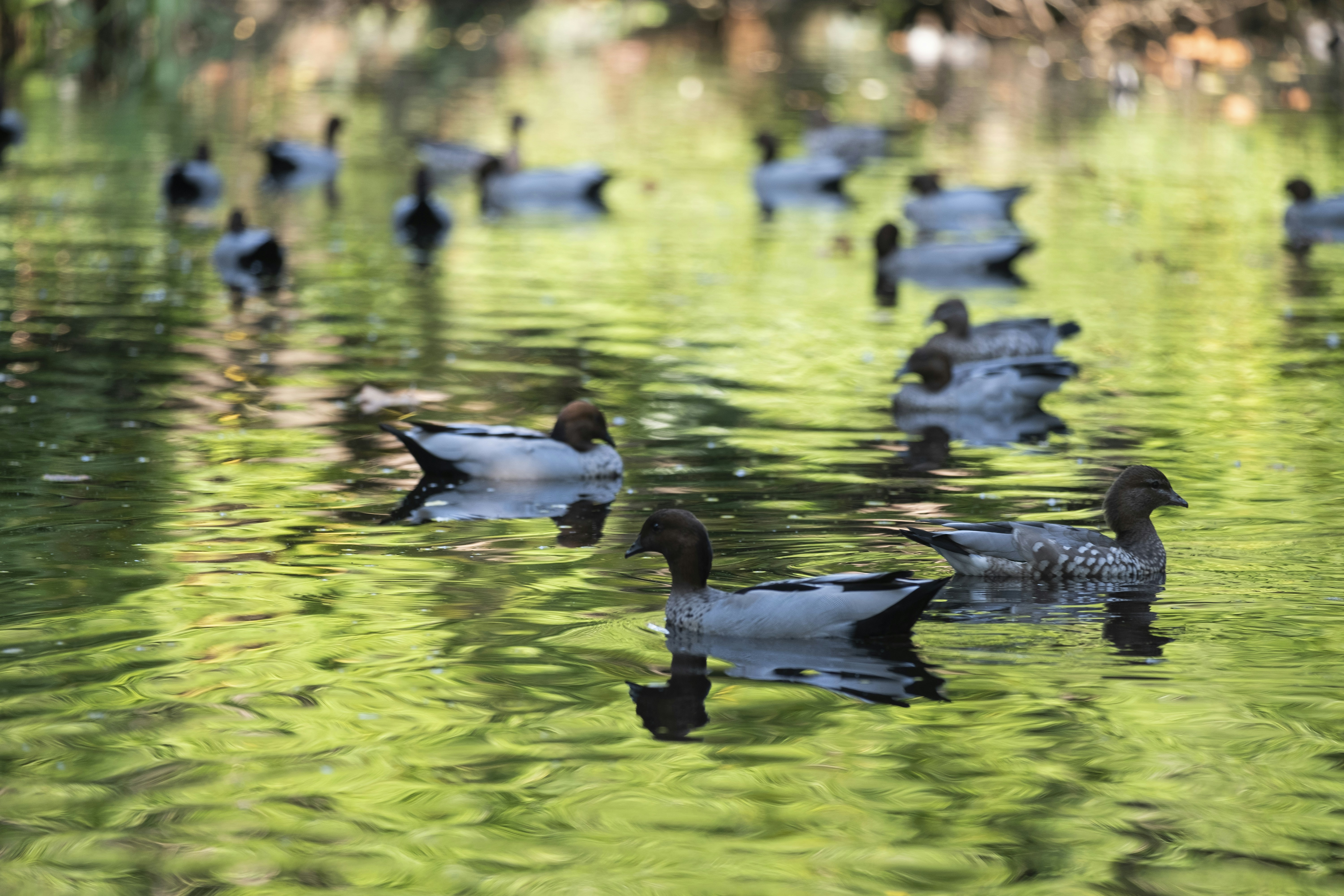 white and black duck on water during daytime