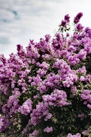 purple flowers under gray sky