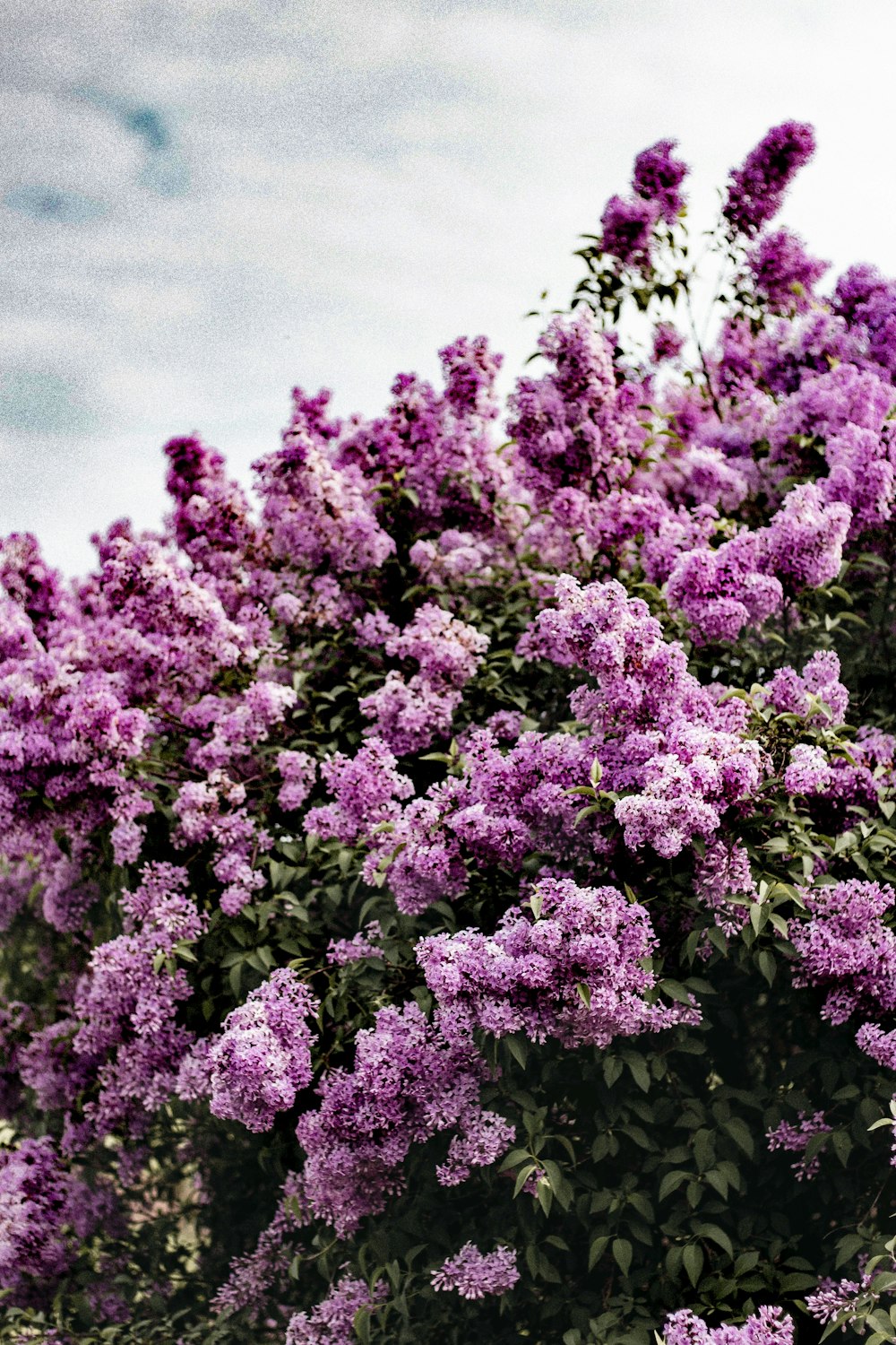 purple flowers under gray sky