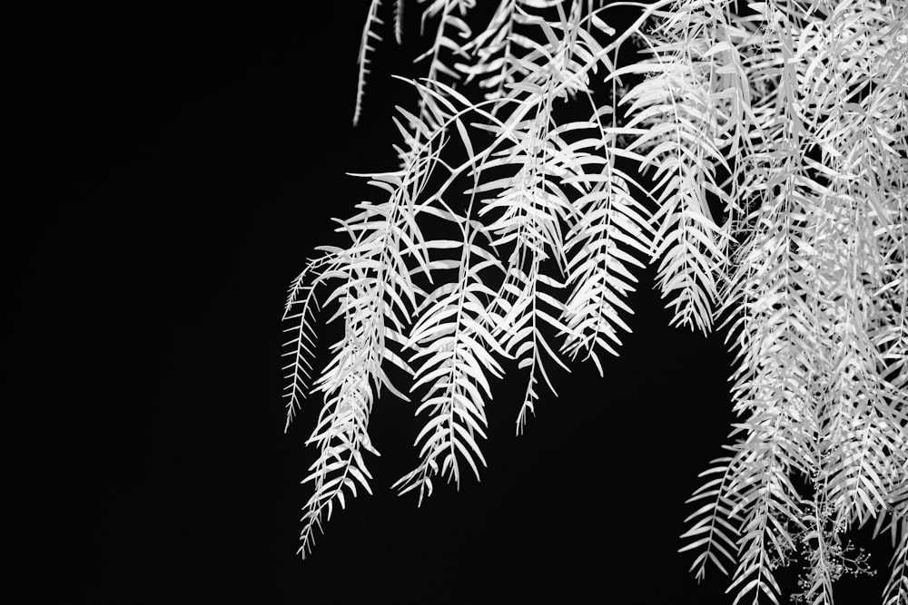 grayscale photo of green plant