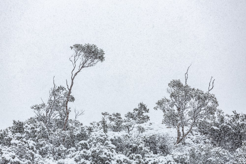 snow covered trees during daytime