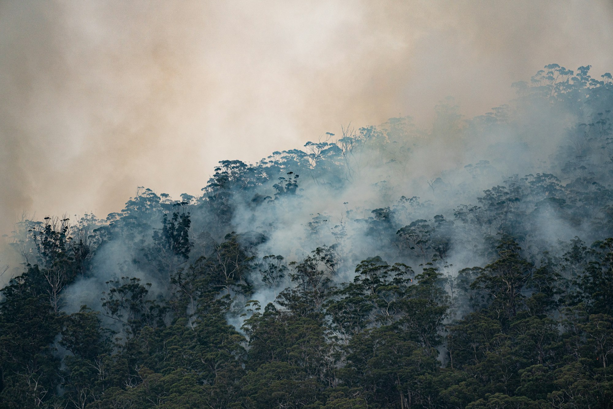 Smoke rises from a forest of eucalypts.