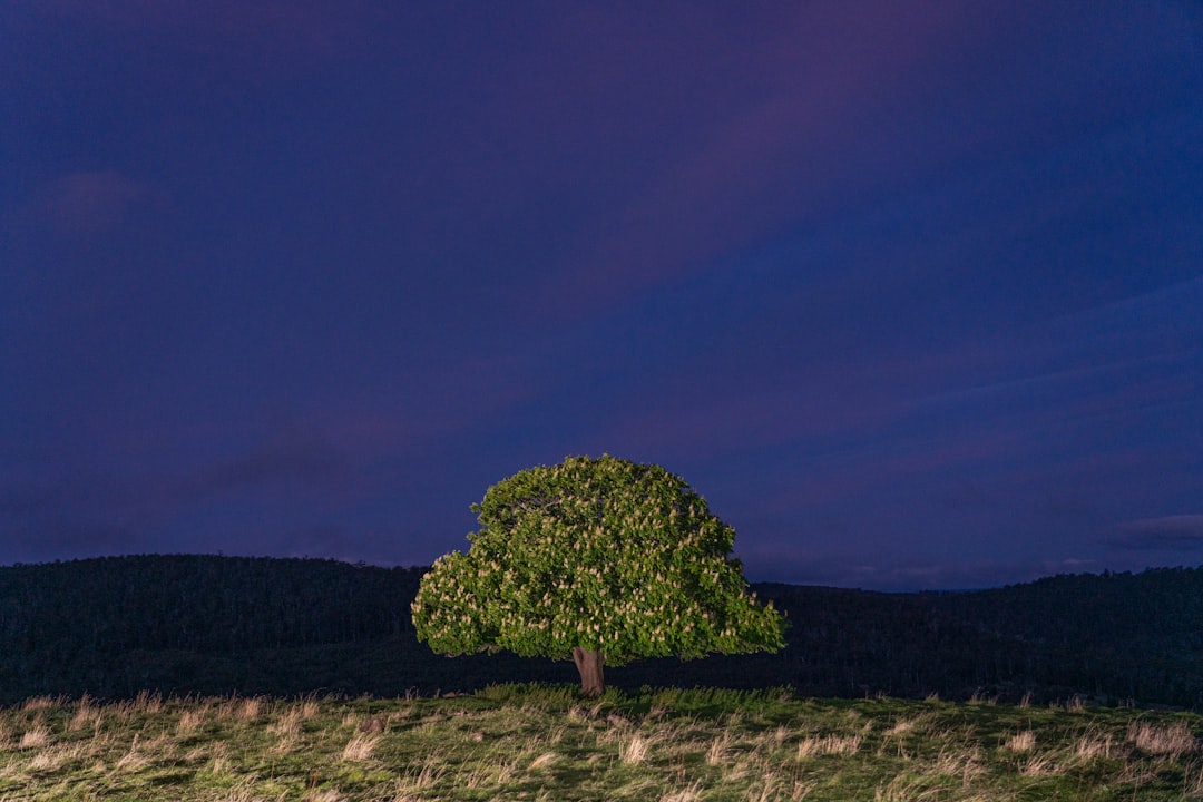 green tree on green grass field under blue sky during night time