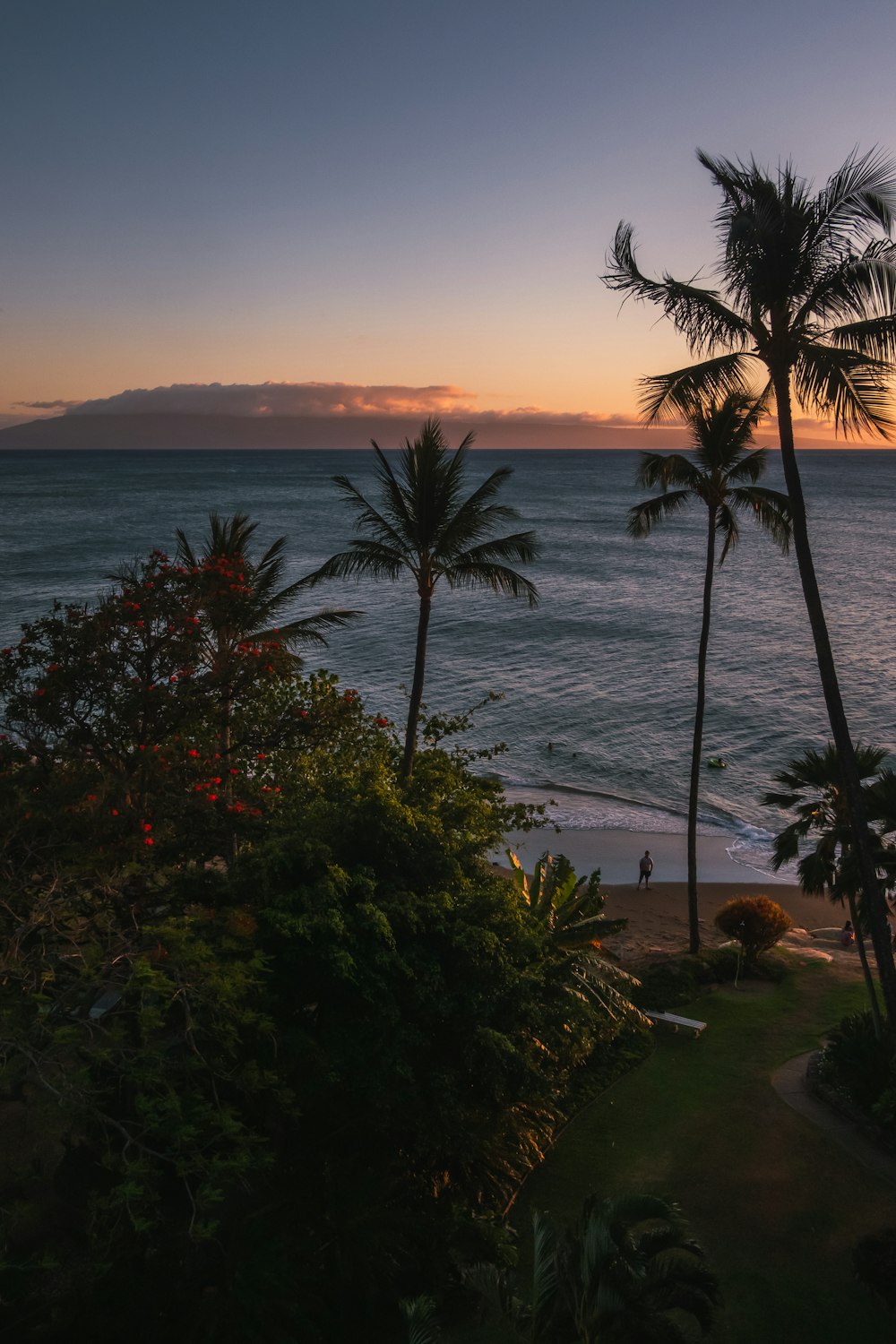 green palm trees near body of water during daytime