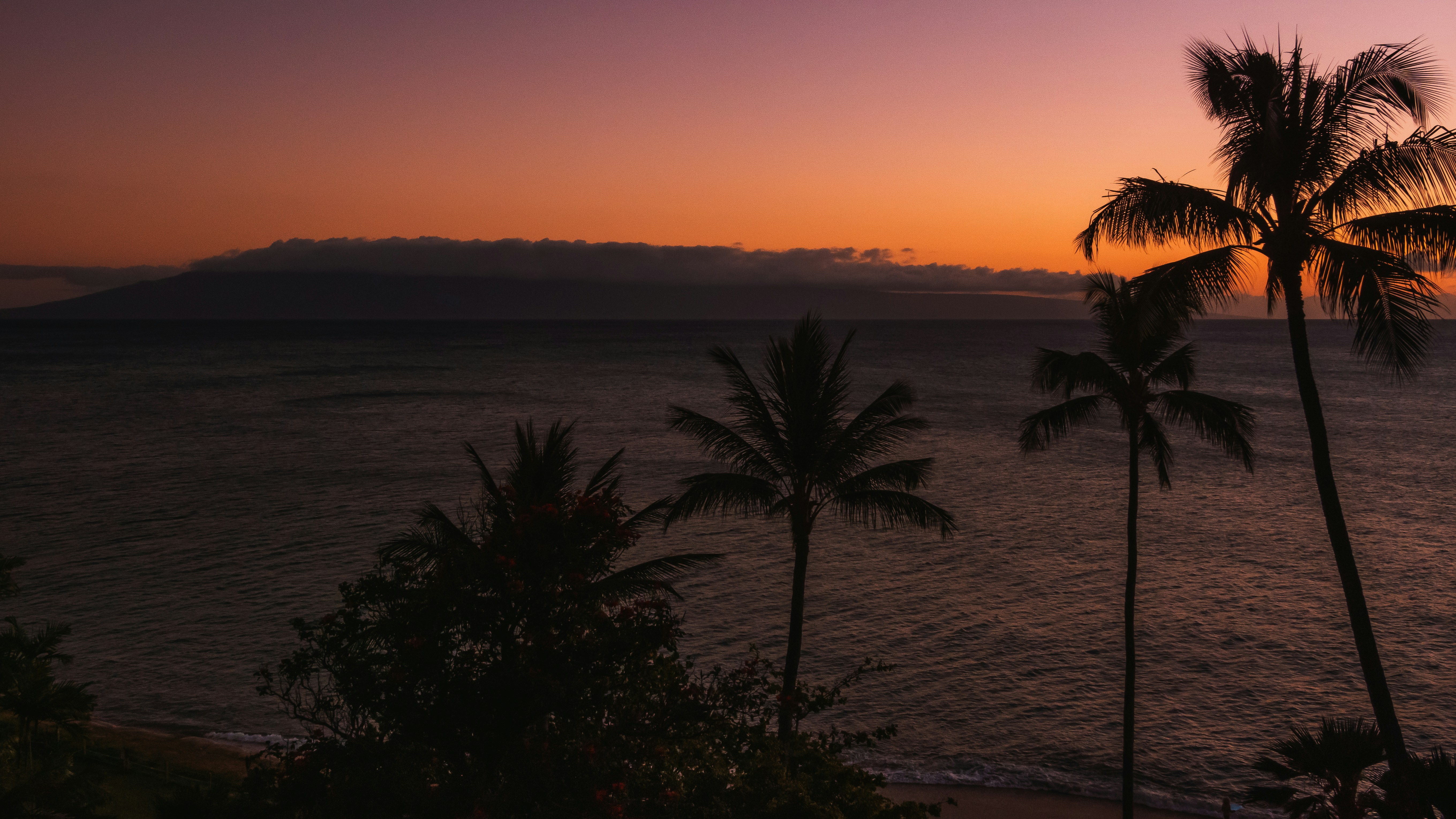 Palm trees near body of water during sunset