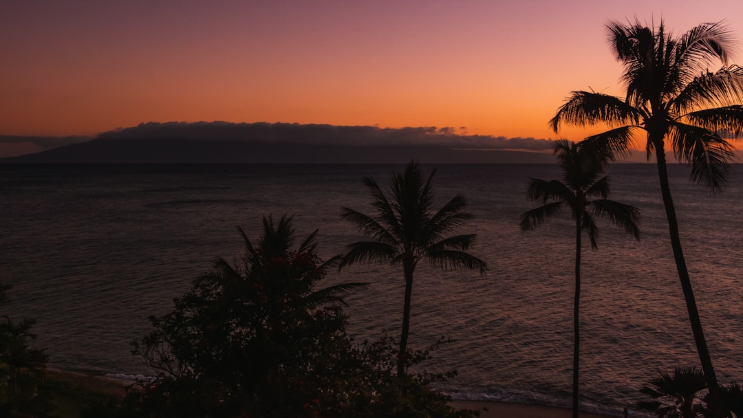 palm trees near body of water during sunset