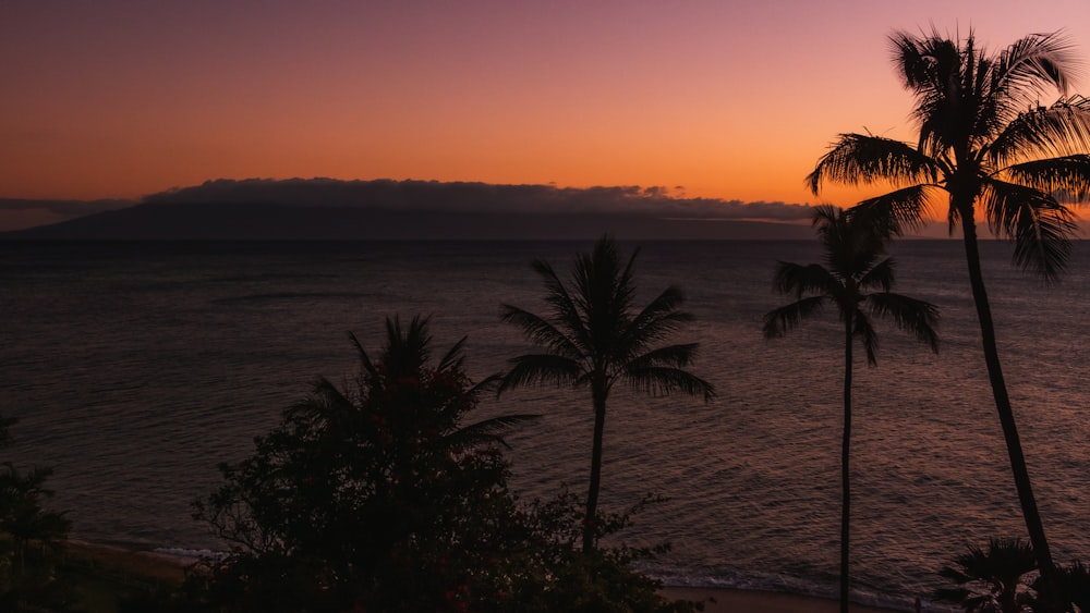 palmeiras perto do corpo de água durante o pôr do sol