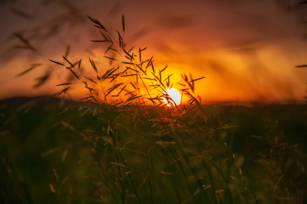 Herbe verte pendant l’heure dorée