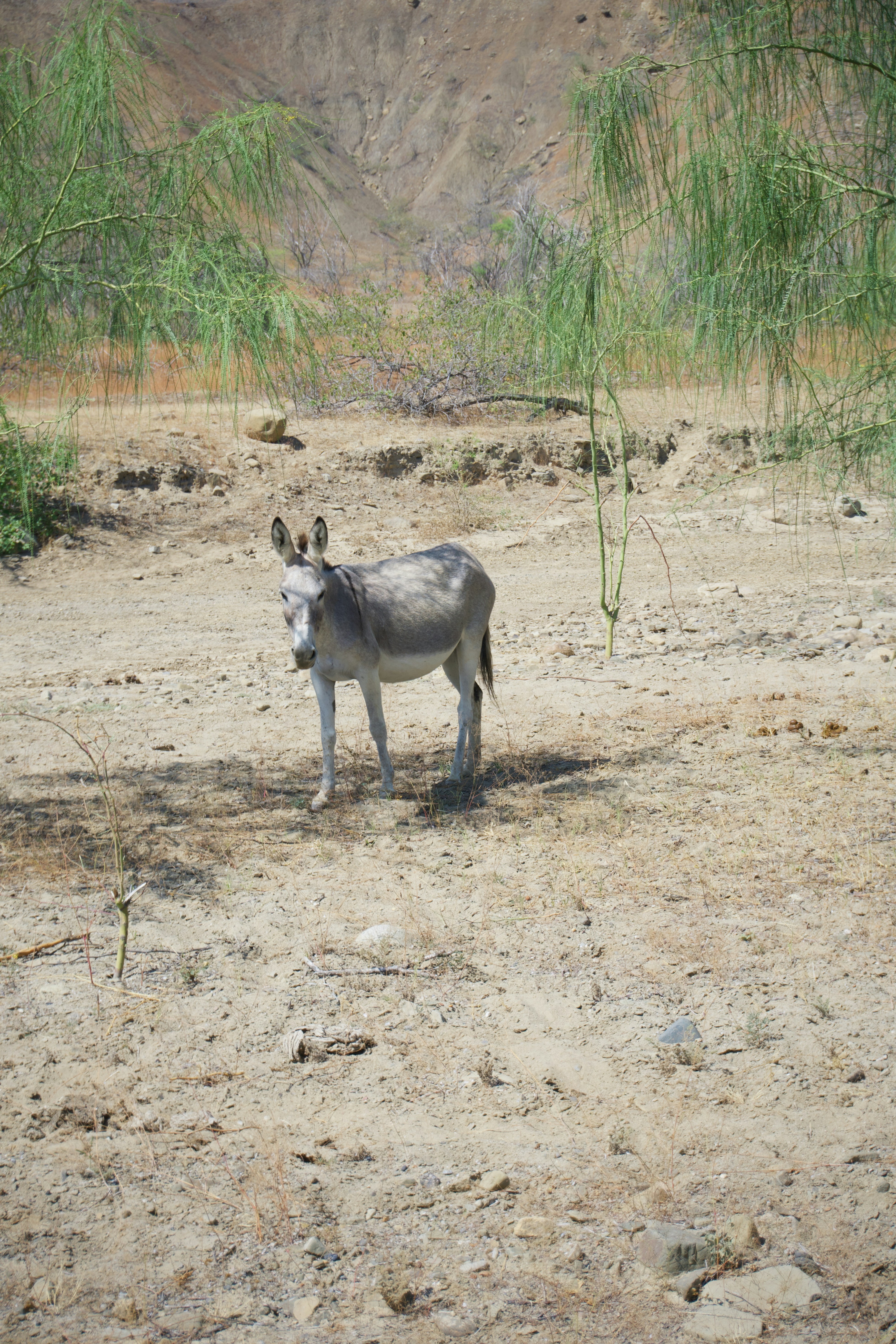 gray and white animal on brown dirt ground during daytime