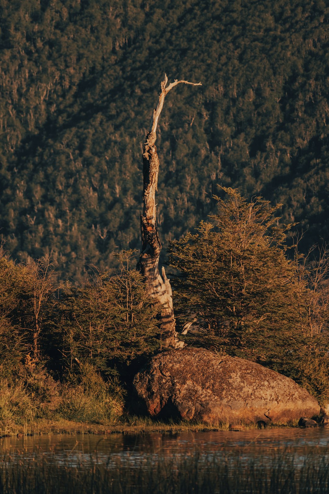 brown tree trunk on brown grass field