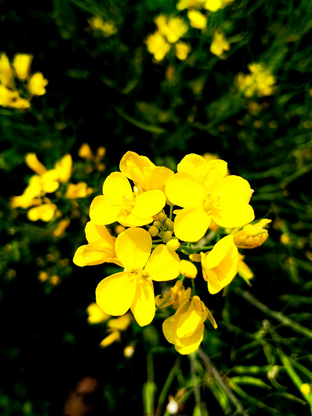 yellow flower in tilt shift lens