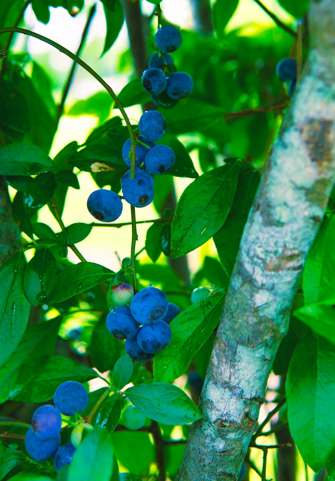 blue round fruits on tree