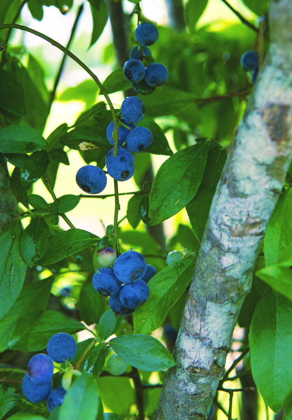 blue round fruits on tree