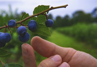pick your own blue berries in calhoun