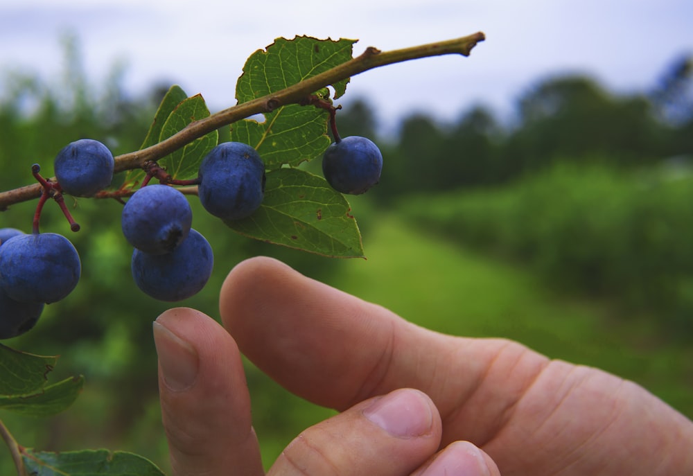 person holding blue round fruit