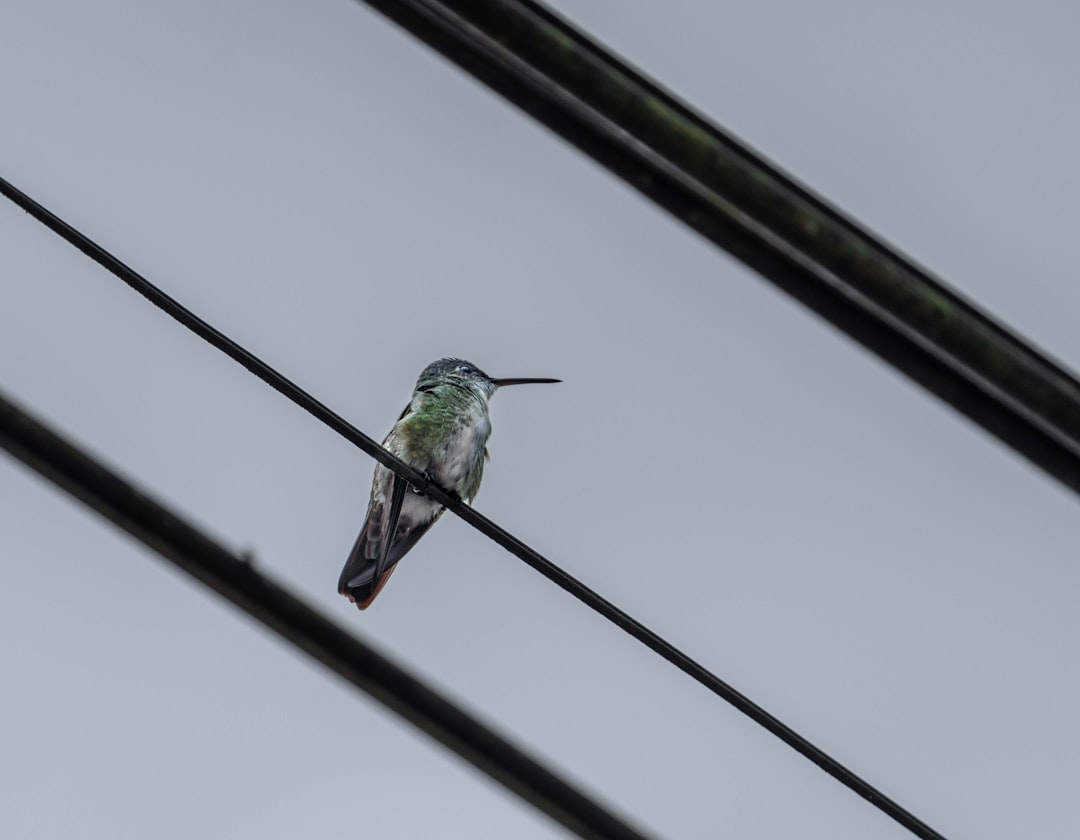 green and black humming bird