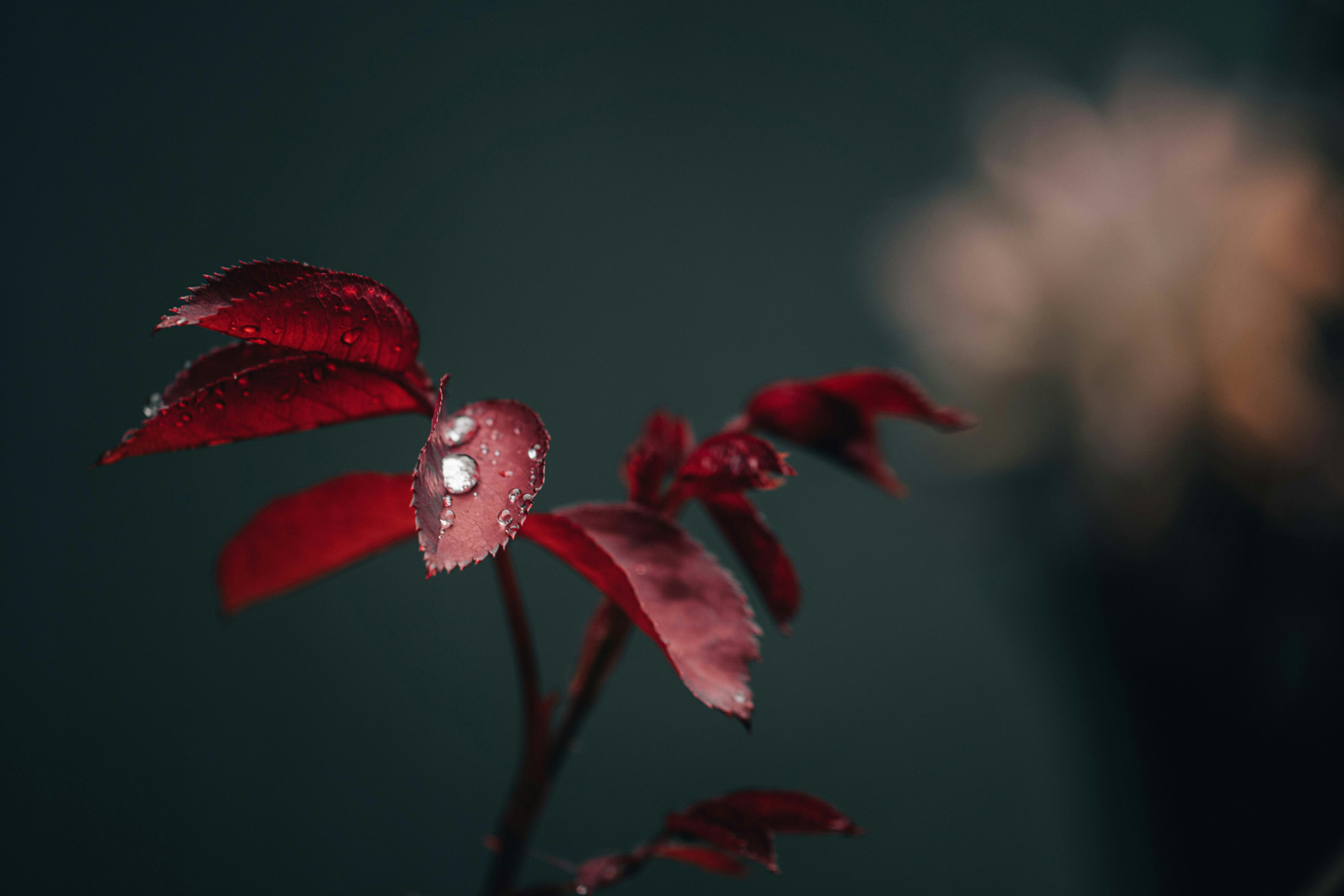 Photo by annastampfli