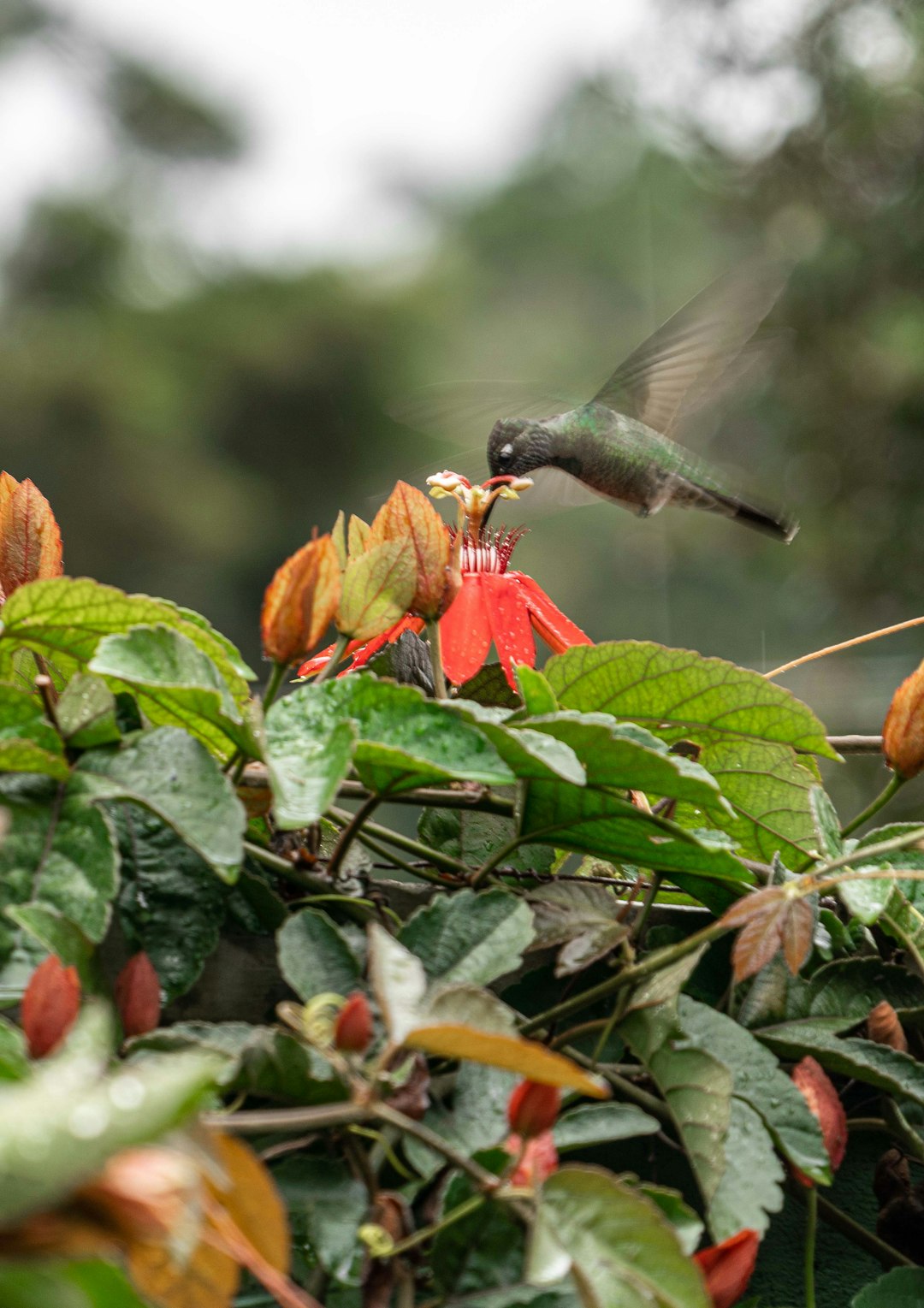 brown humming bird flying over red flower during daytime