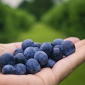 person holding blue round fruits