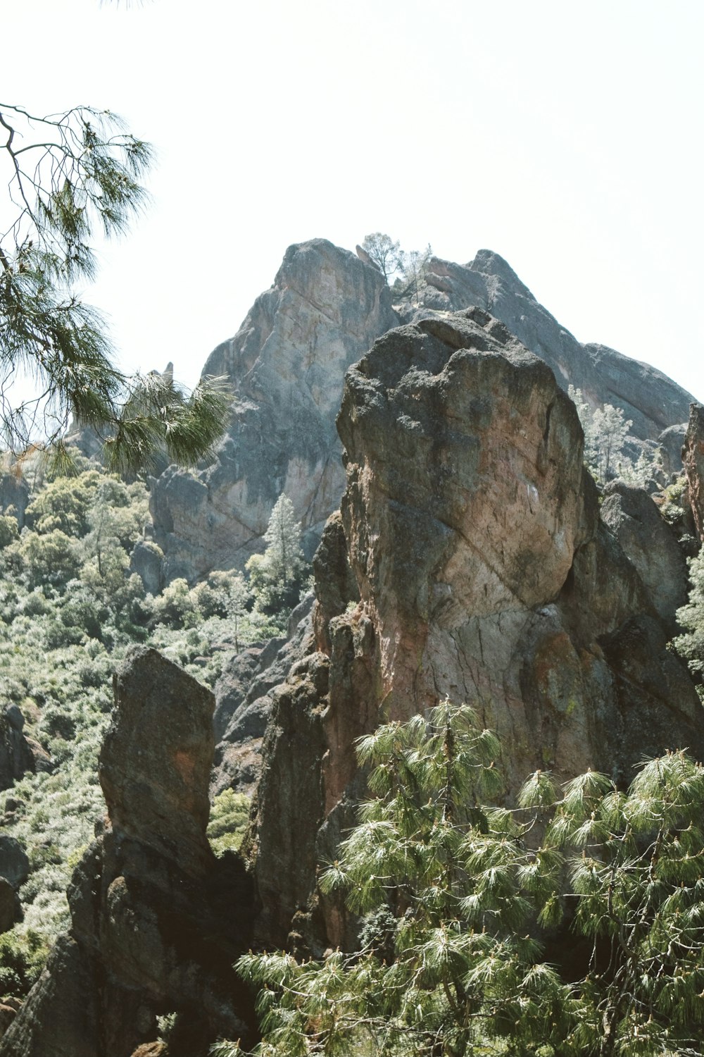 green trees beside rocky mountain during daytime