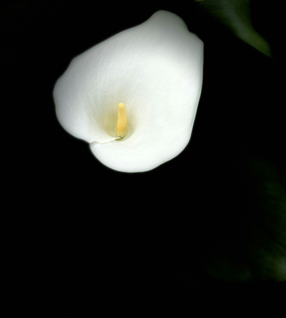 white flower with black background