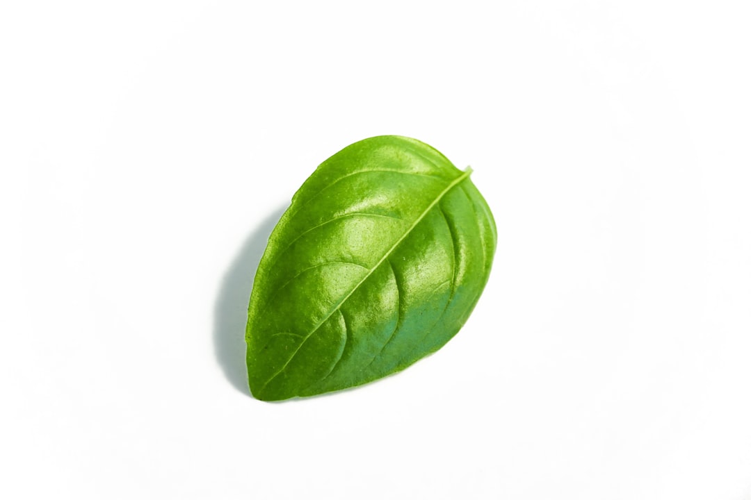 green leaf on white surface