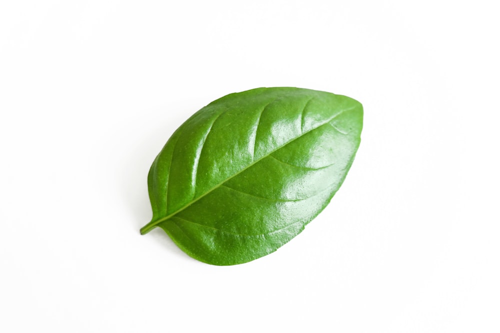 green leaf on white background