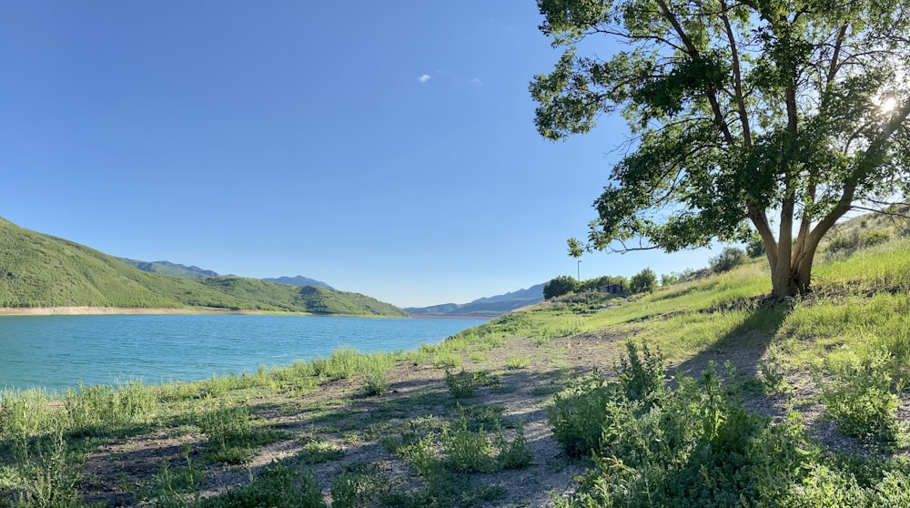 green grass field near body of water during daytime