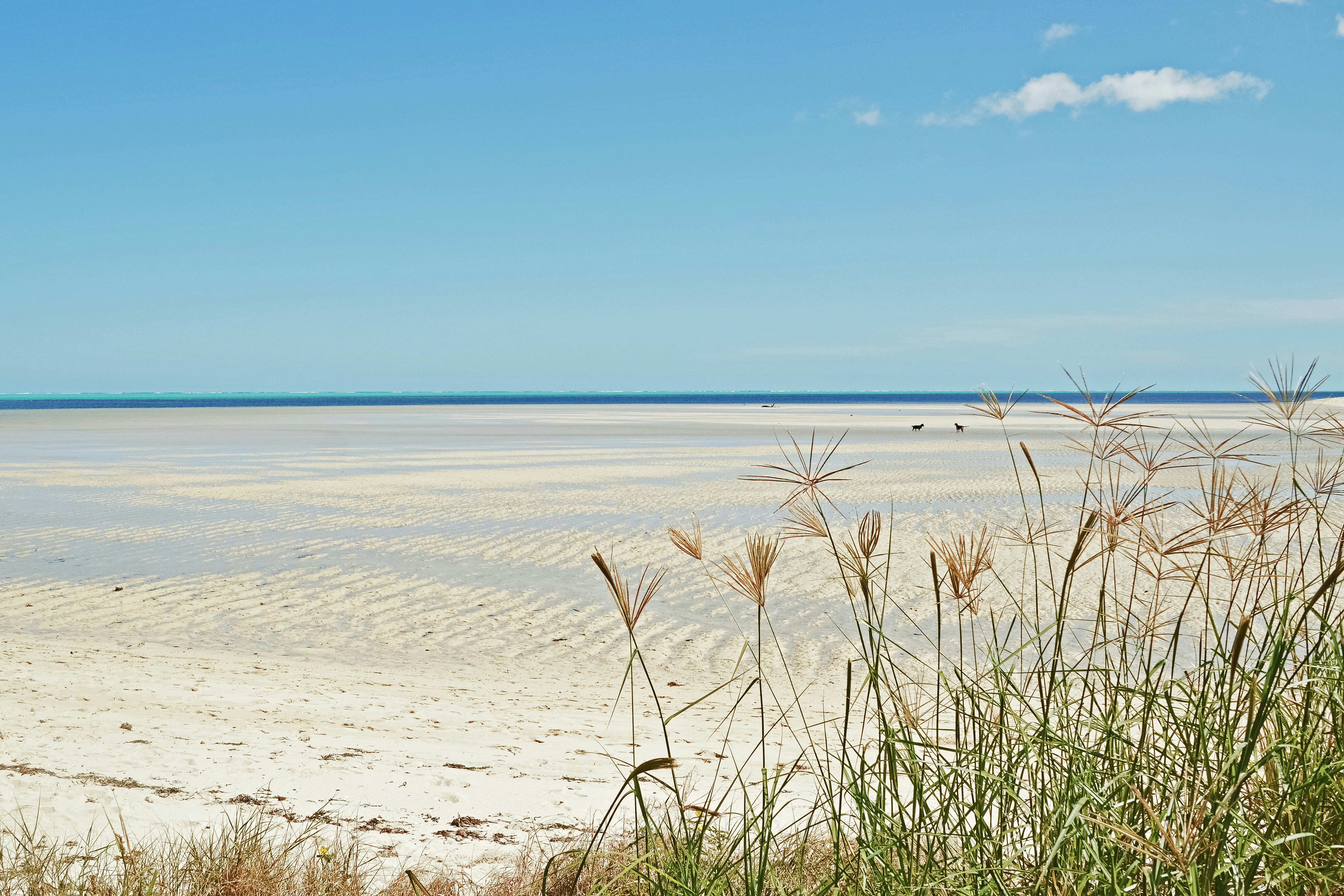 green grass on white sand near sea under blue sky during daytime