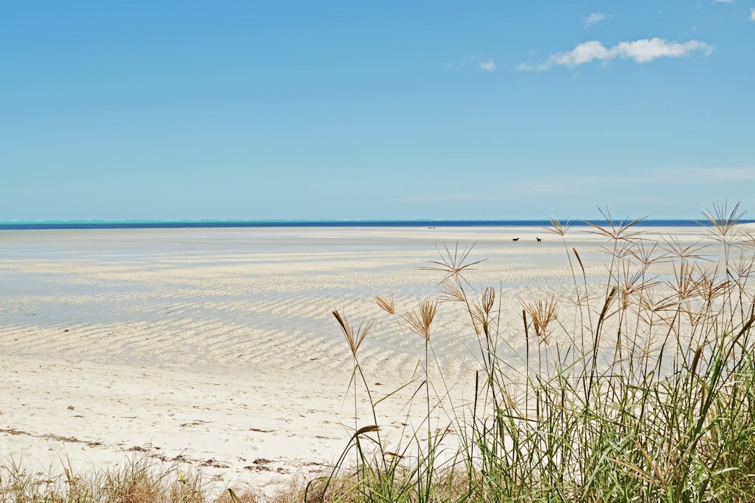 green grass on white sand near sea under blue sky during daytime