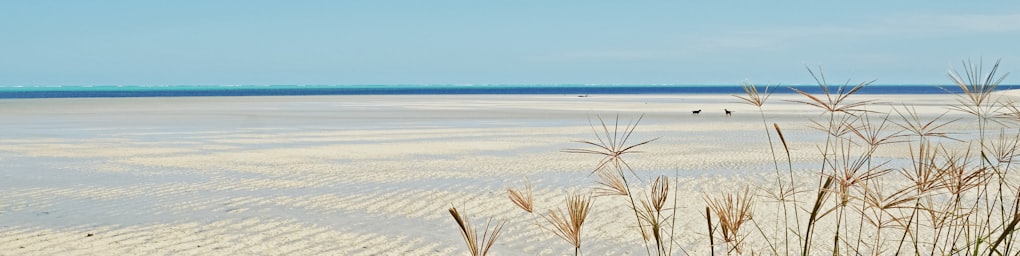 green grass on white sand near sea under blue sky during daytime