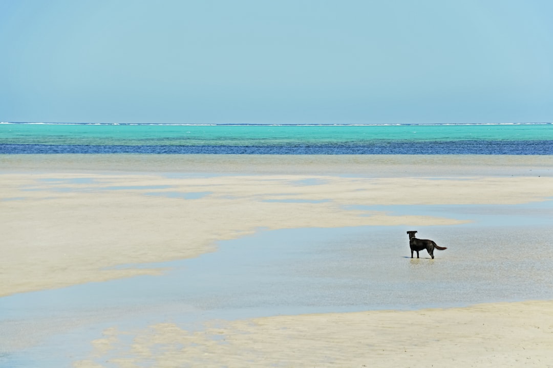 black short coat medium dog on beach during daytime