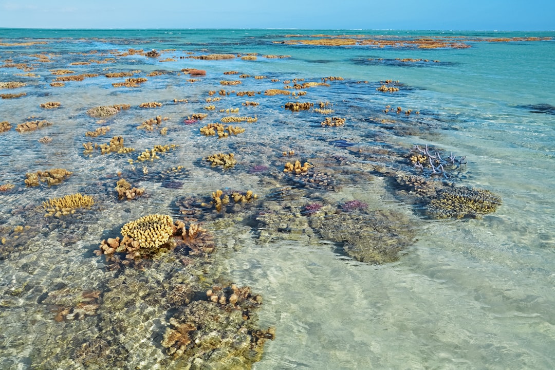 brown and black turtle on body of water during daytime