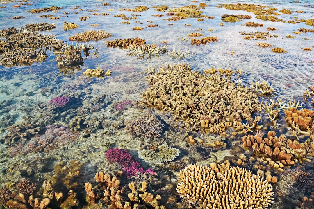 green and brown coral reef