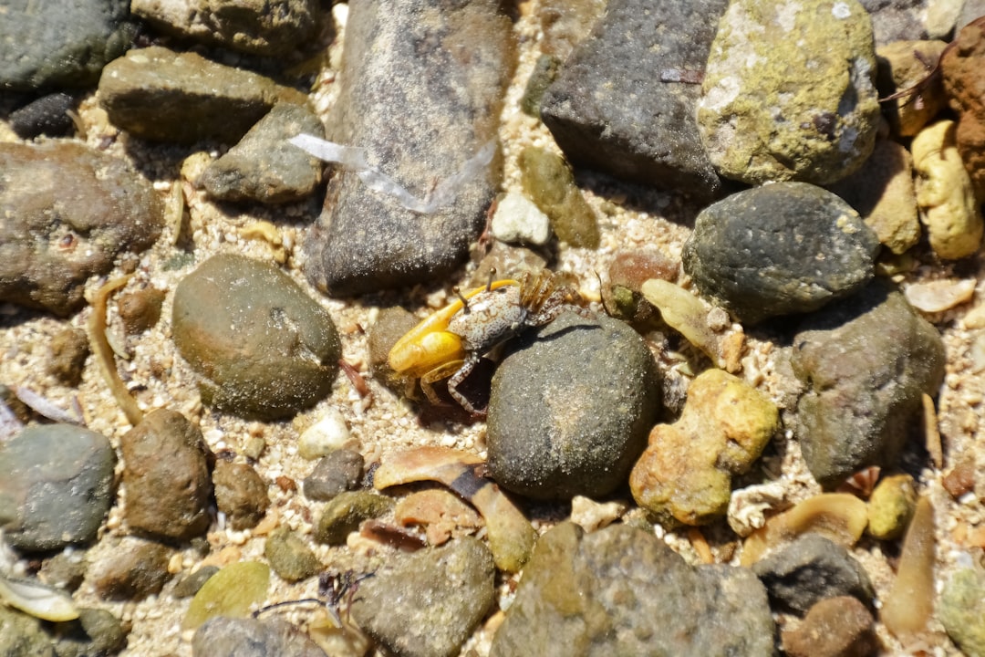 yellow and black beetle on gray and brown stone