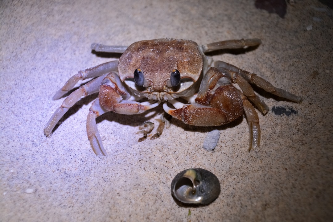 brown crab on white sand during daytime