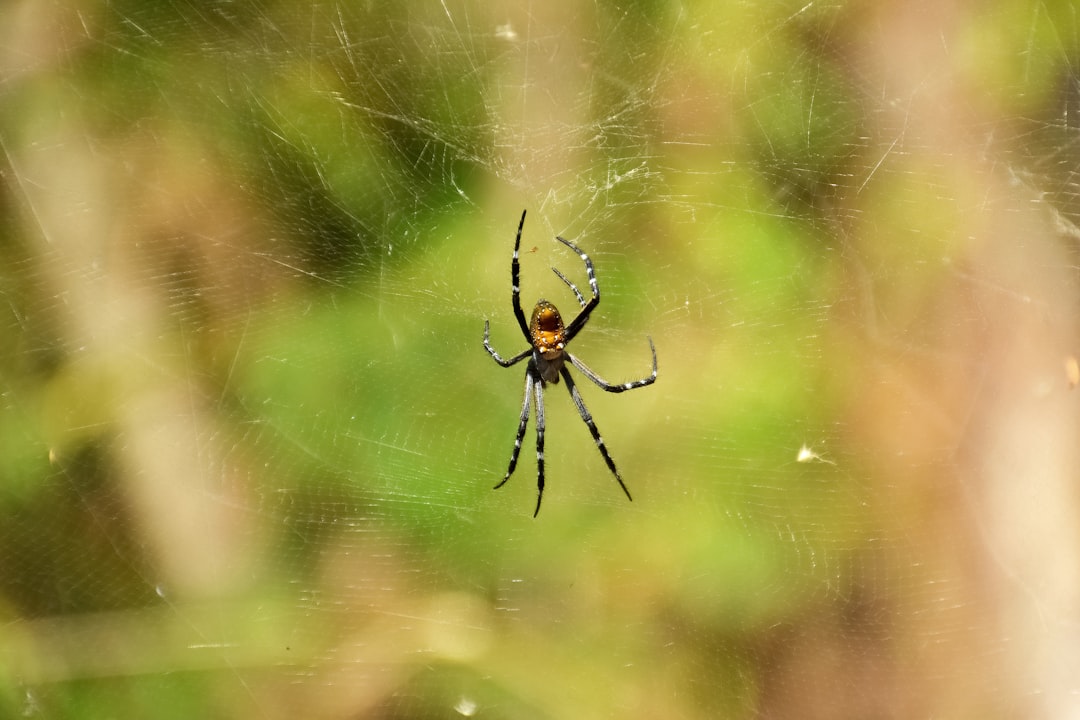 black and yellow spider on web in close up photography during daytime