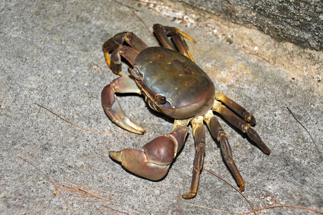 brown crab on gray sand