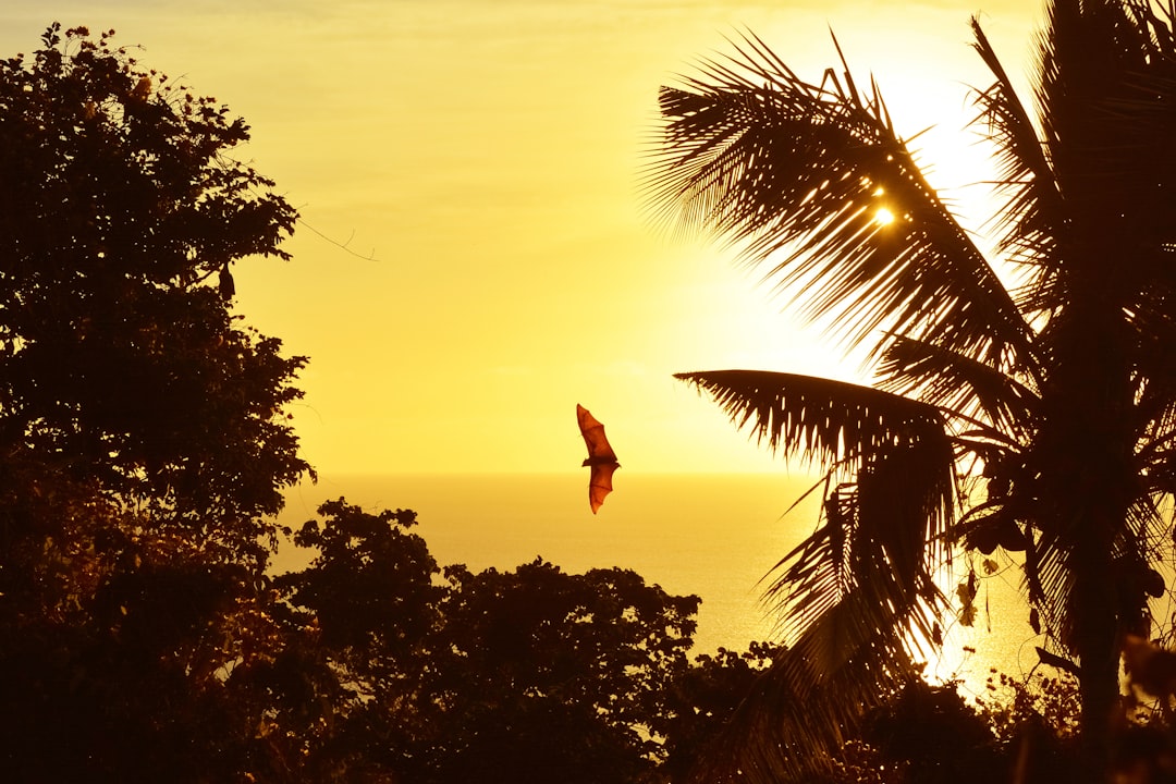 person in red long sleeve shirt and black pants standing on tree branch during sunset