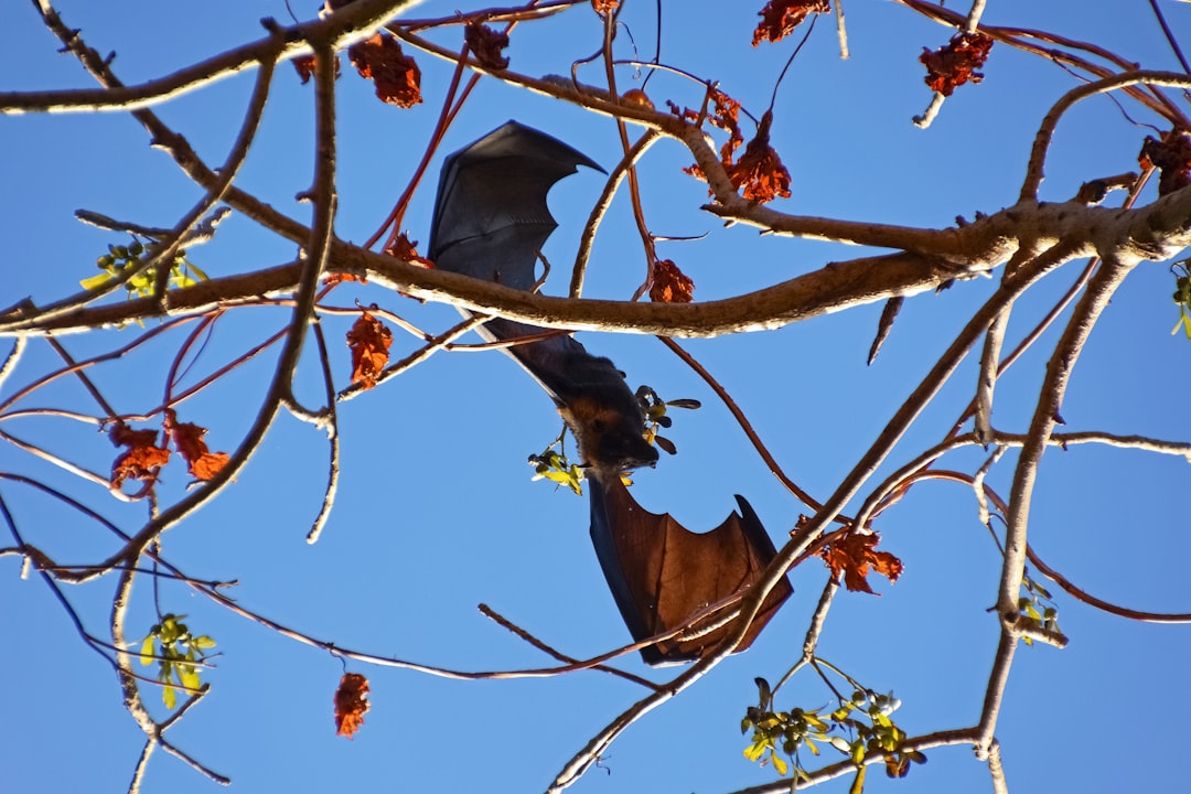 black bird on brown tree branch during daytime