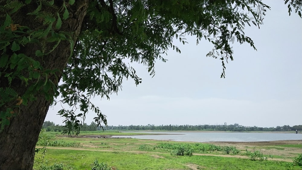 green grass field near body of water during daytime