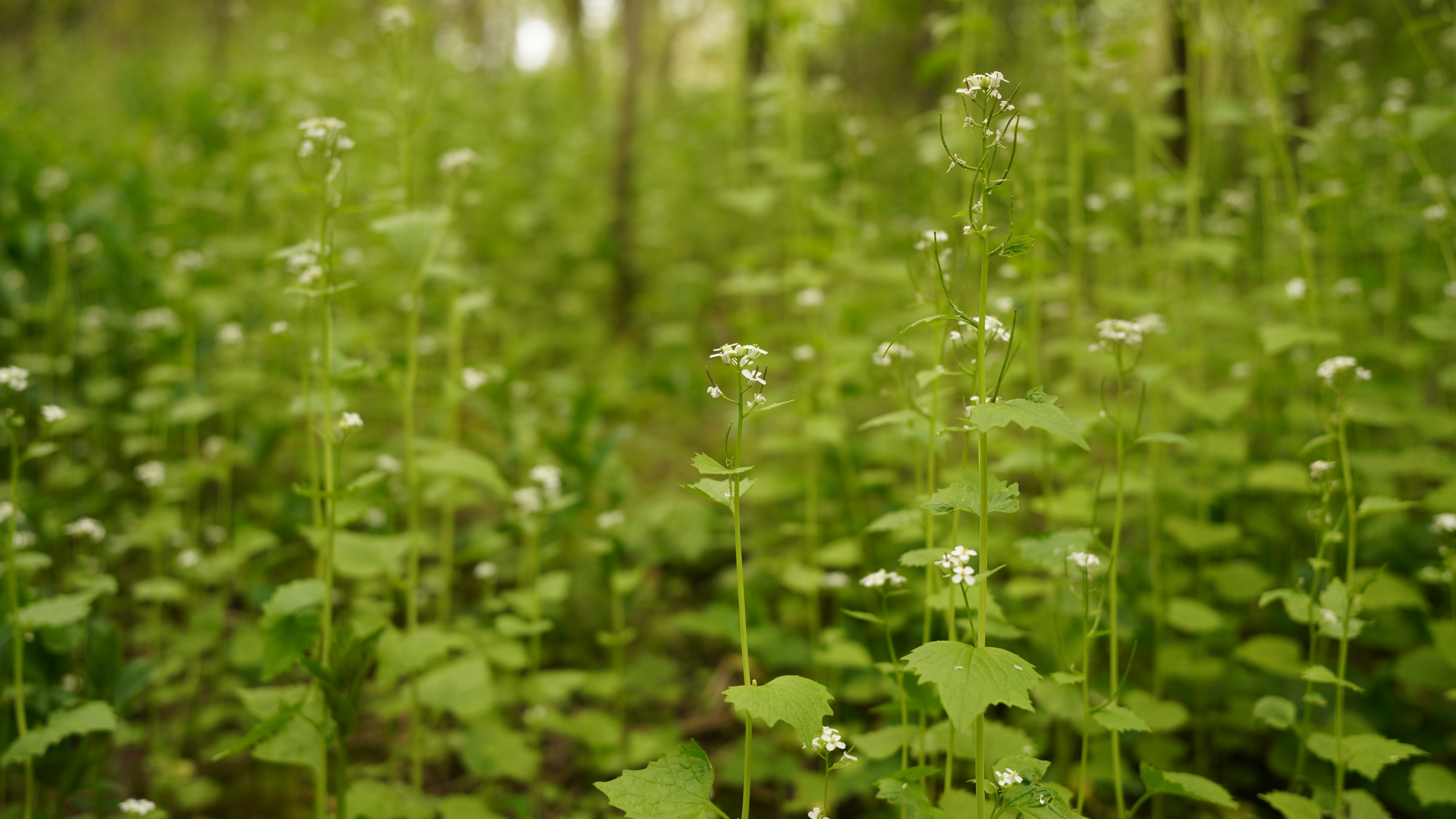 Photo by akshayspaceship