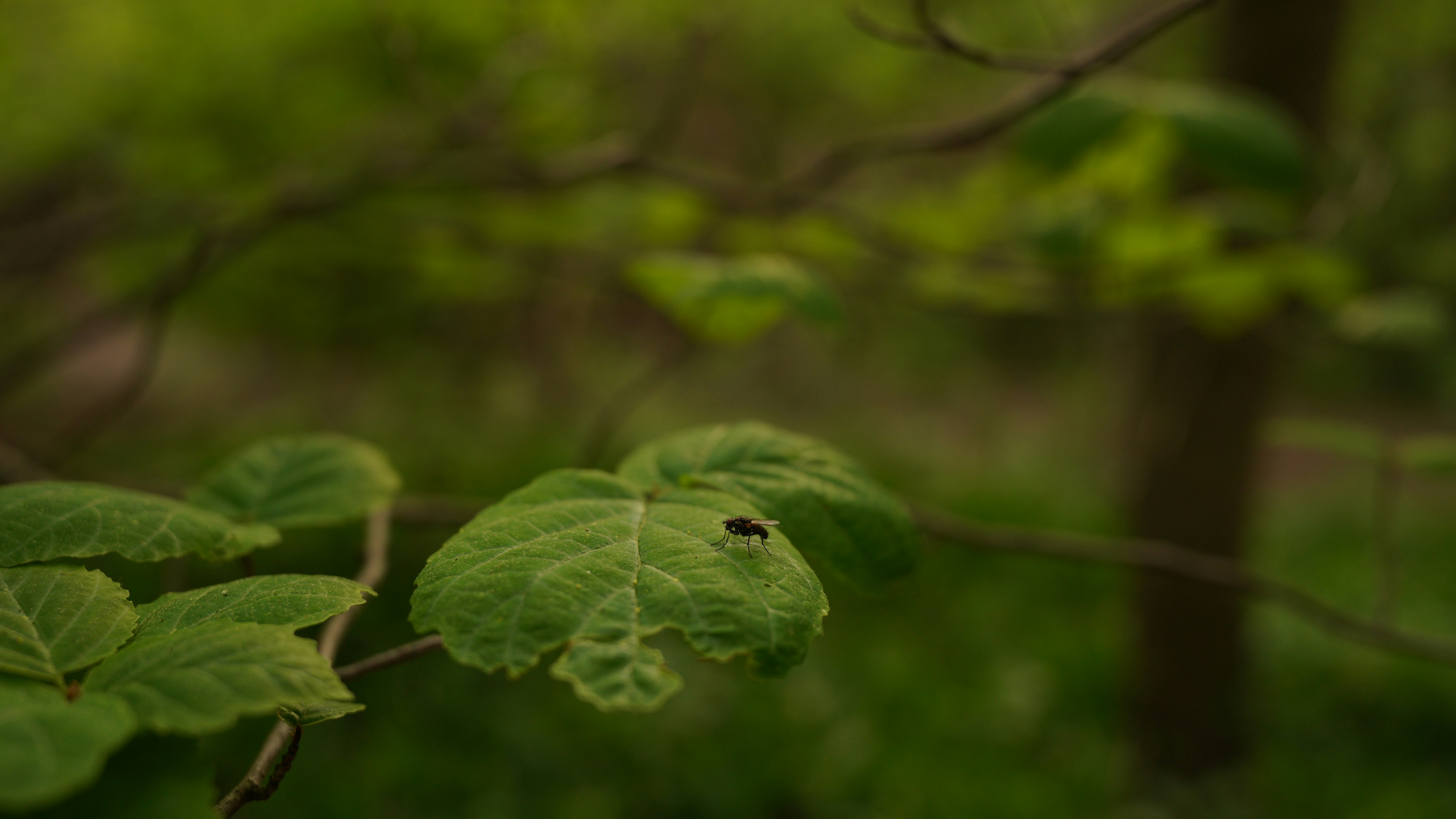 Photo by akshayspaceship